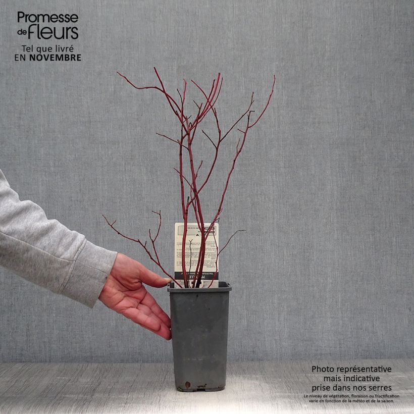 Spécimen de Myrtillier Reka - Vaccinium corymbosum Pot de 1,5L/2L, Buisson tel que livré en automne