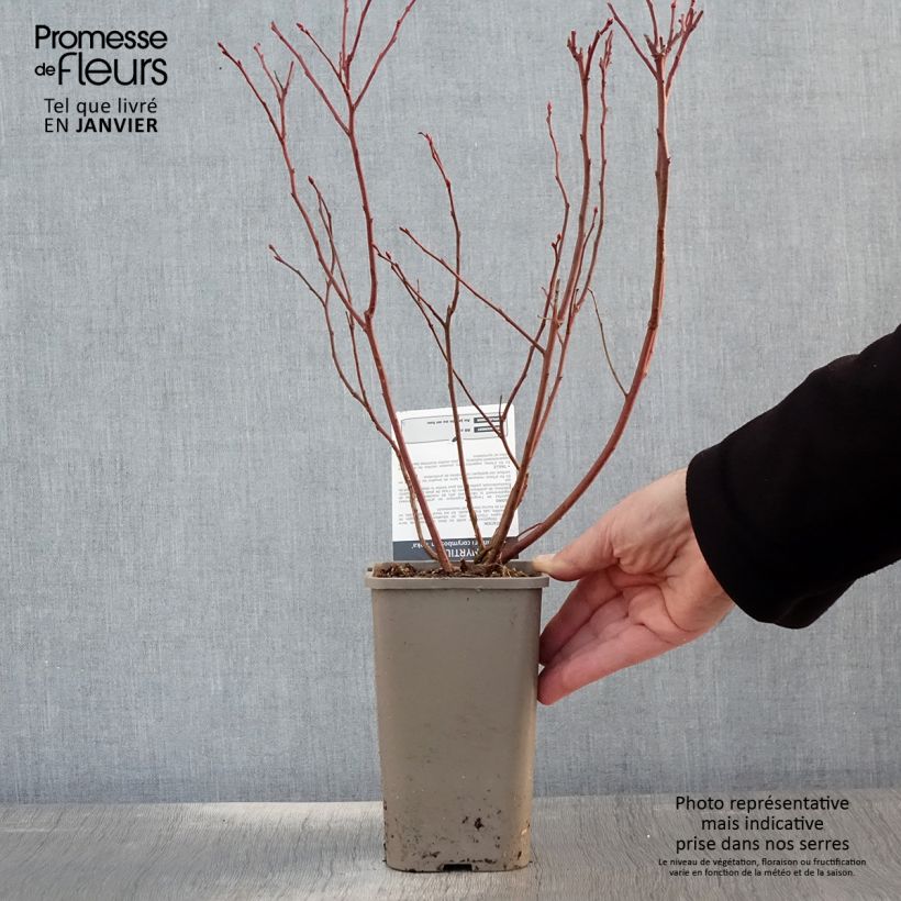 Spécimen de Myrtillier Reka - Vaccinium corymbosum Pot de 1,5L/2L, Buisson tel que livré en hiver