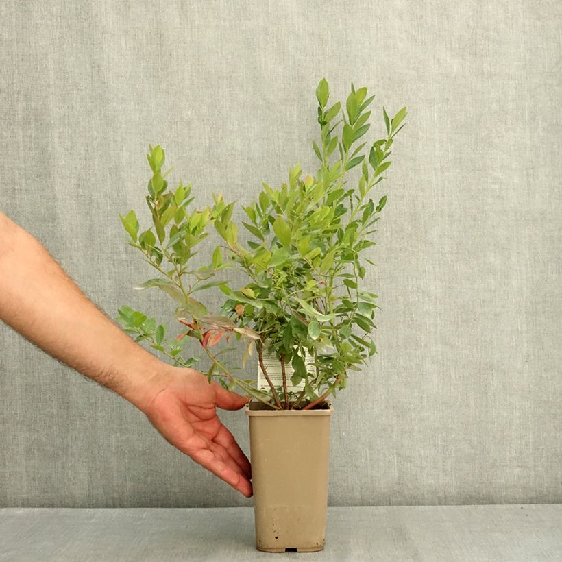 Spécimen de Myrtillier Sunshine Blue - Vaccinum corymbosum Pot de 2L/3L, Buisson tel que livré en été