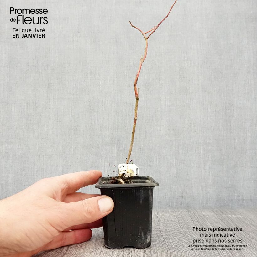 Spécimen de Myrtillier Yello!Berryblue - Vaccinium corymbosum Godet de 8/9 cm, Buisson tel que livré en hiver