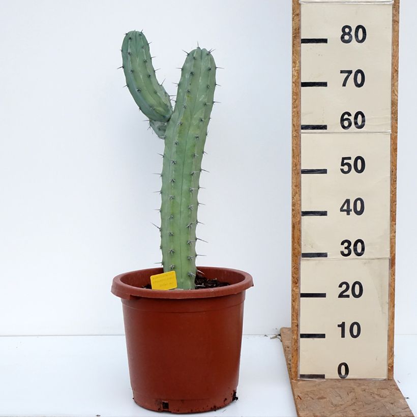 Spécimen de Myrtillocactus geometrizans - Chandelle Bleue Pot de 12L/15L tel que livré en automne