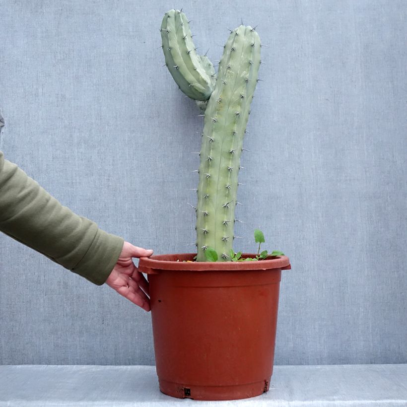 Spécimen de Myrtillocactus geometrizans - Chandelle Bleue Pot de 12L/15L tel que livré en hiver