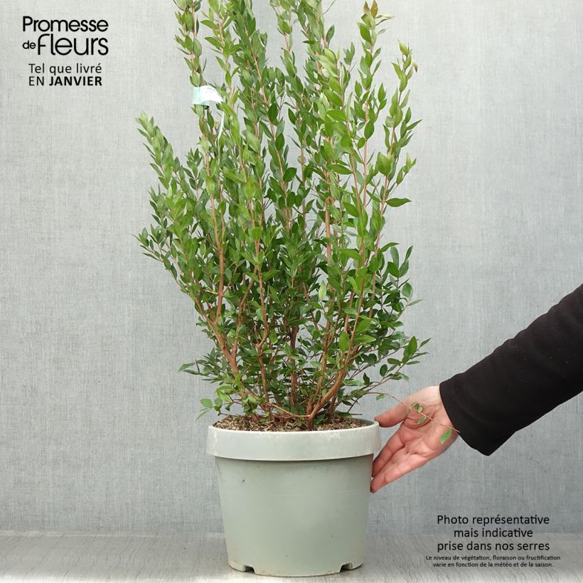 Spécimen de Myrtus communis - Myrte commun Pot de 7,5L/10L tel que livré en hiver