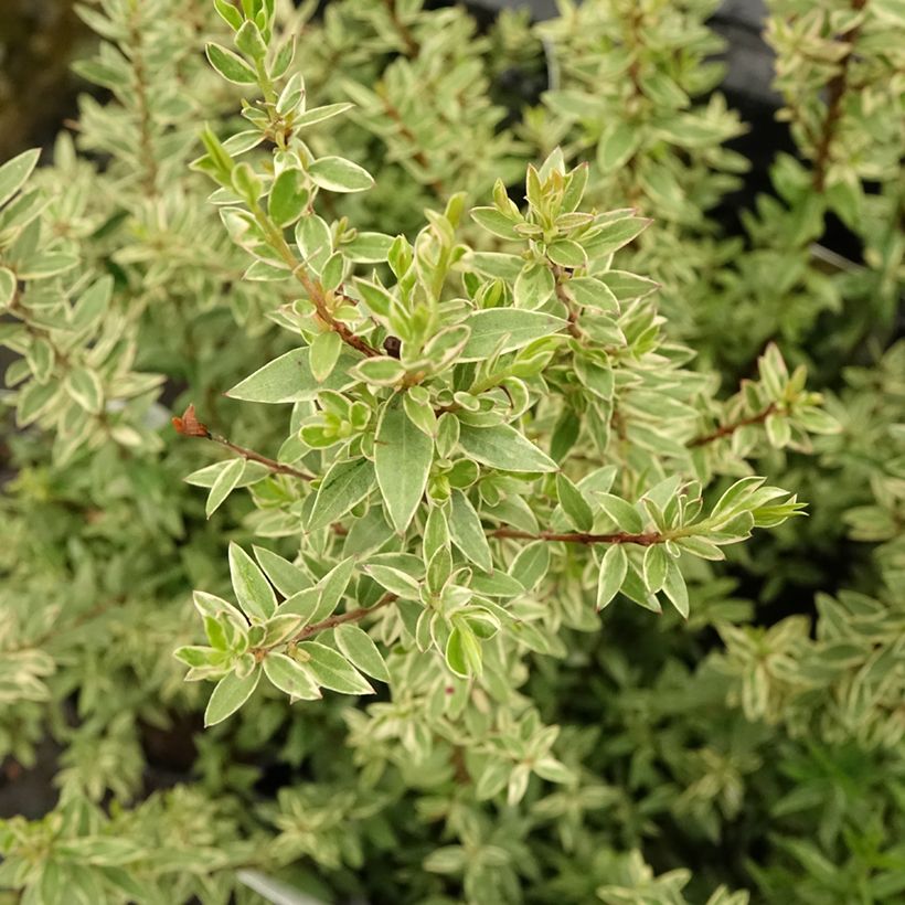 Myrtus communis Variegata - Myrte panaché (Feuillage)