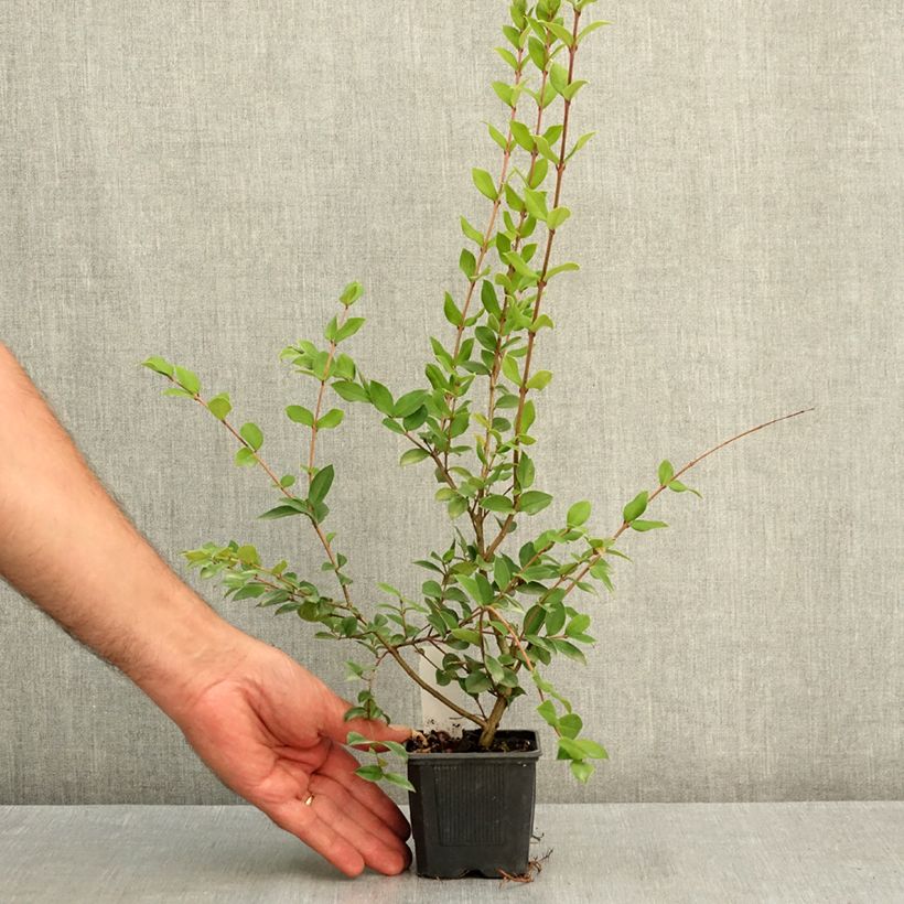 Spécimen de Myrtus luma - Myrte du Chili Godet de 8/9 cm tel que livré en été