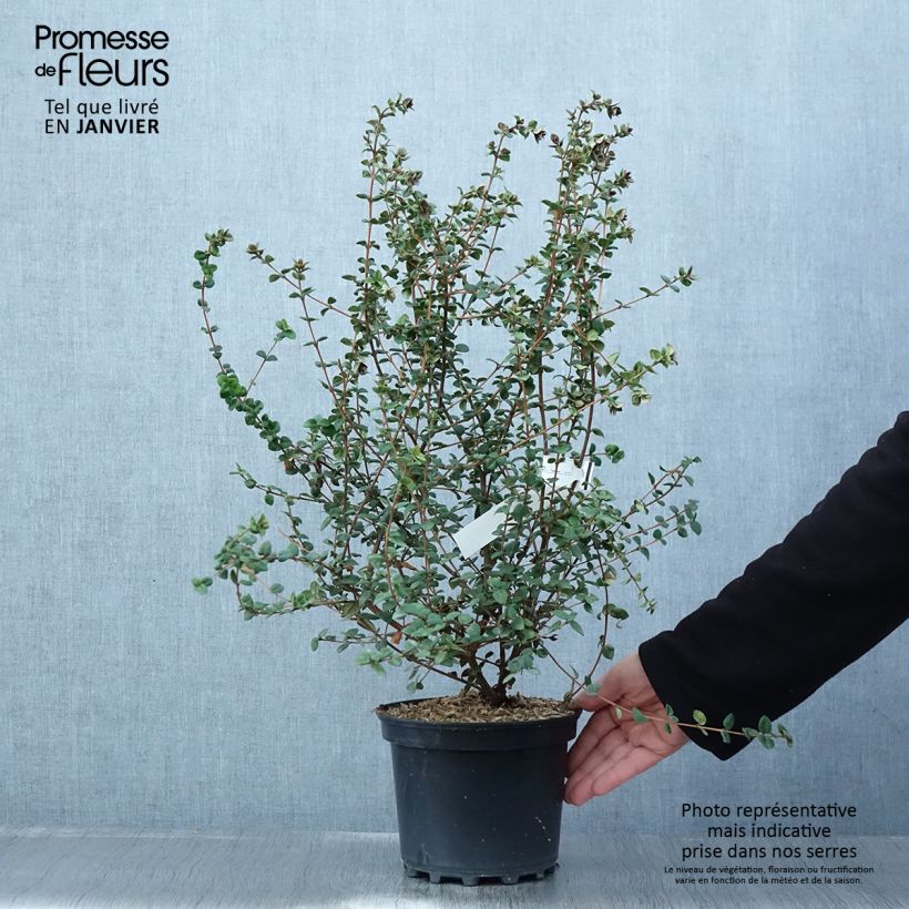 Spécimen de Myrtus ugni ou Ugni molinae Elite Pot de 2L/3L tel que livré en hiver