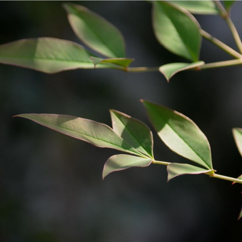 Nandina domestica - Hemelse bamboe (Blad)