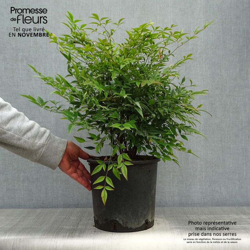 Spécimen de Nandina domestica - Bambou sacré Pot de 7,5L/10L tel que livré en automne