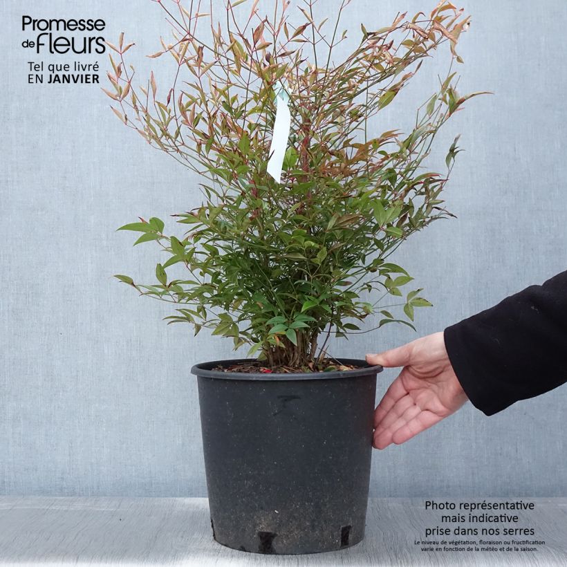 Spécimen de Nandina domestica - Bambou sacré Pot de 7,5L/10L tel que livré en hiver