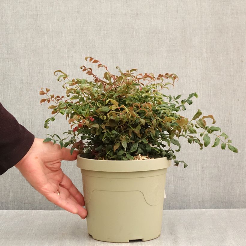 Spécimen de Nandina domestica Curly Obsessed - Bambou sacré Pot de 3L/4L tel que livré en automne