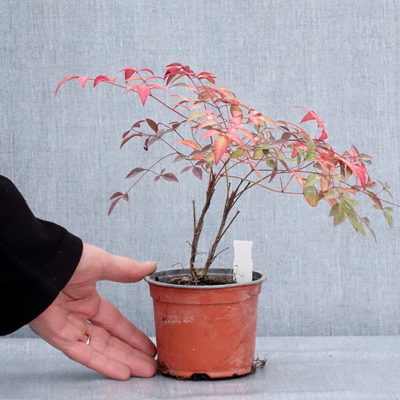 Spécimen de Nandina domestica Flirt - Bambou sacré nain Pot de 12 cm / 13 cm tel que livré en hiver