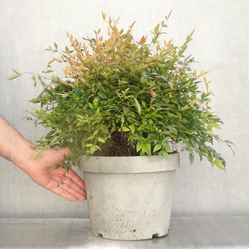 Spécimen de Nandina domestica Gulf Stream - Bambou sacré orange cuivre Pot de 7,5L/10L tel que livré en automne