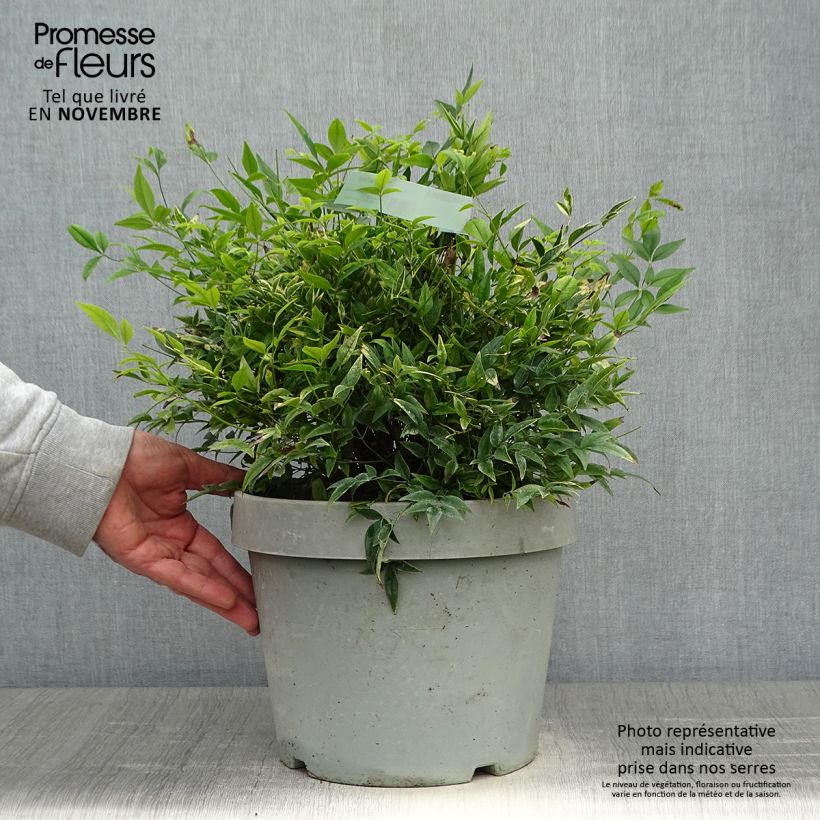 Spécimen de Nandina domestica Lemon Lime - Bambou sacré Pot de 7,5L/10L tel que livré en automne