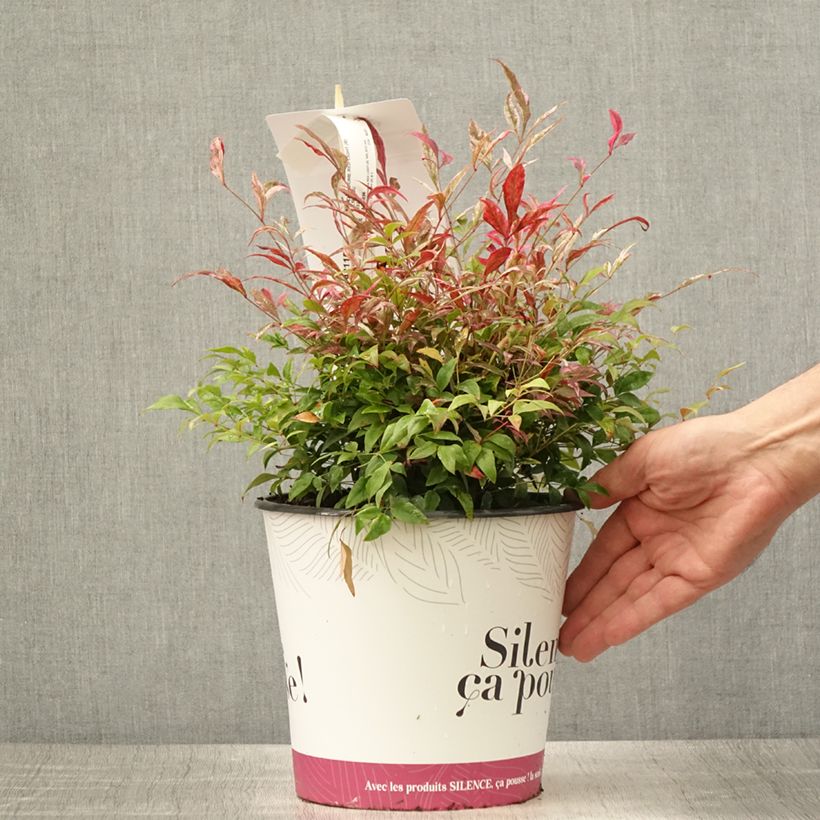 Spécimen de Nandina domestica Red Light - Bambou sacré nain Pot de 3L/4L tel que livré en été