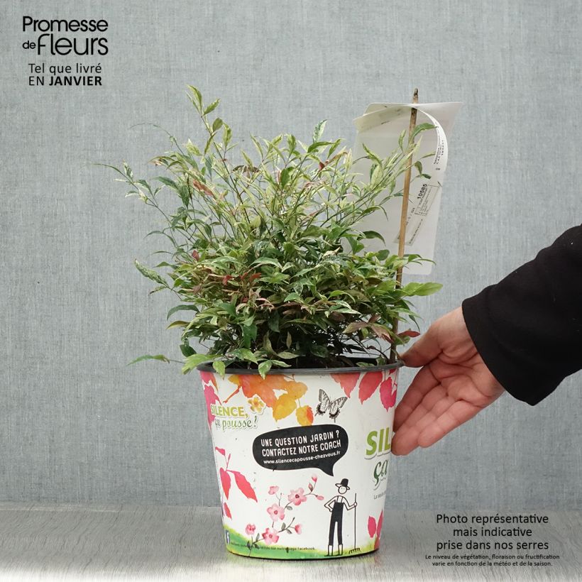 Spécimen de Nandina domestica Red Light - Bambou sacré nain Pot de 3L/4L tel que livré en hiver