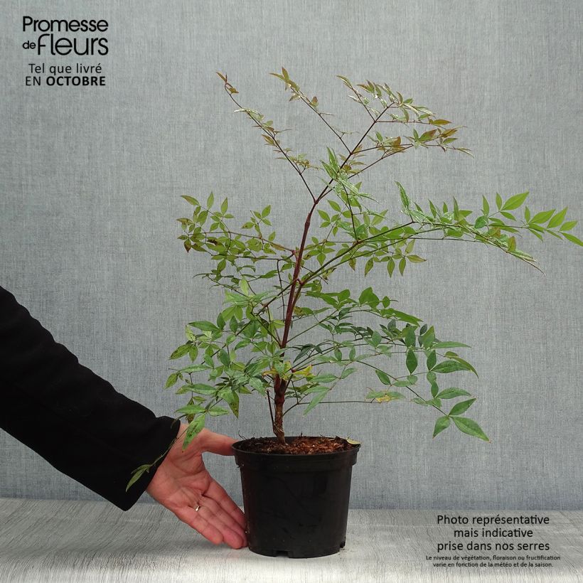 Spécimen de Nandina domestica Richmond - Bambou sacré Pot de 2L/3L tel que livré en automne
