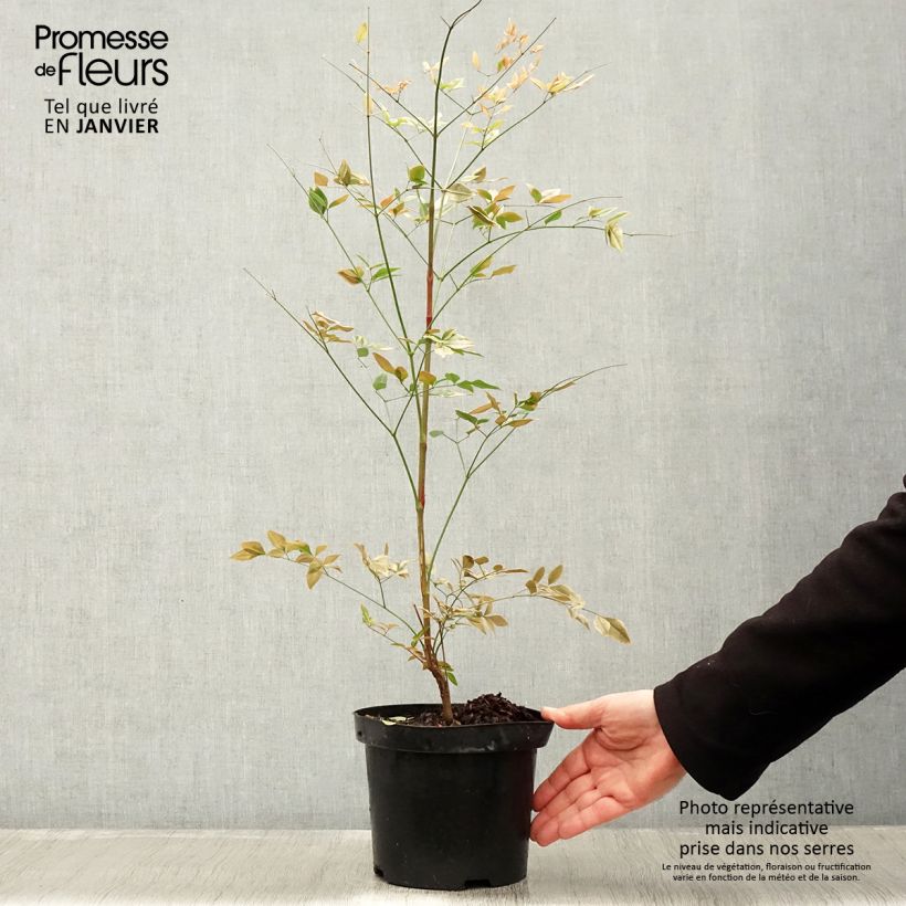 Spécimen de Nandina domestica Richmond - Bambou sacré Pot de 2L/3L tel que livré en hiver