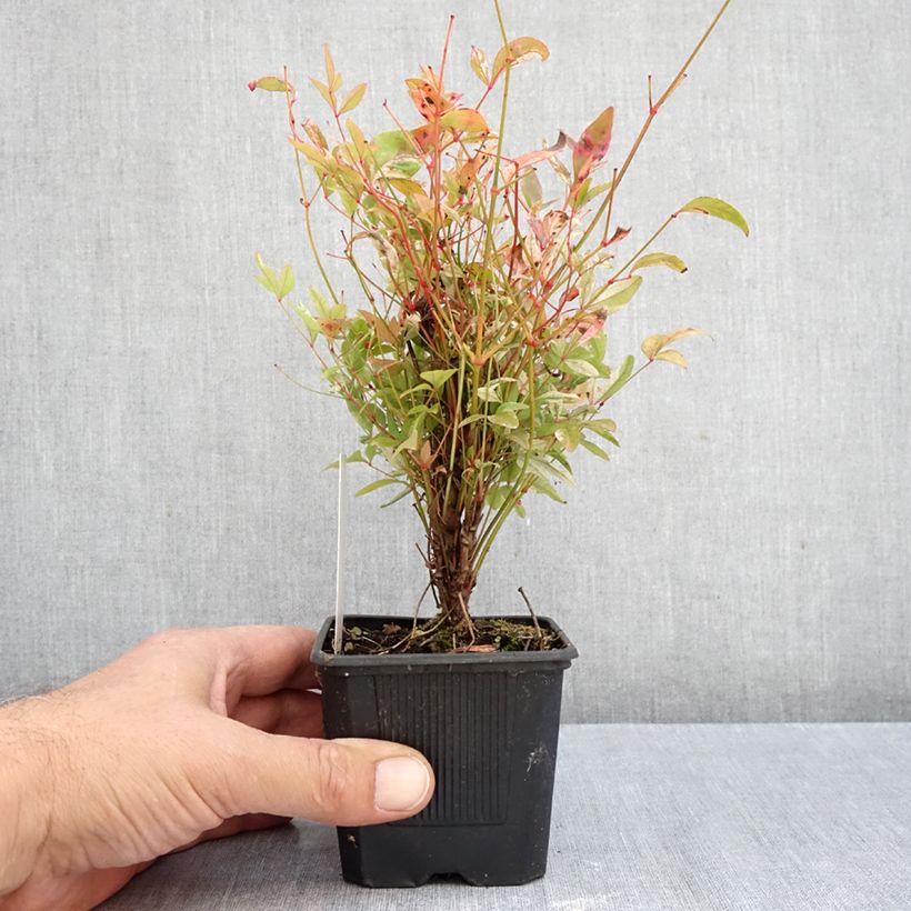 Spécimen de Nandina domestica Twilight - Bambou sacré Godet de 8/9 cm tel que livré en automne