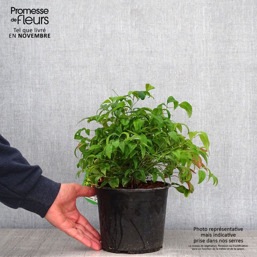 Spécimen de Nandina domestica Wood's Dwarf - Bambou sacré nain Pot de 2L/3L tel que livré en automne