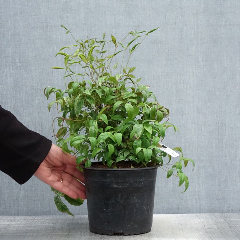 Nandina domestica Wood's Dwarf Maceta 2L/3L Ejemplar entregado en la primavera