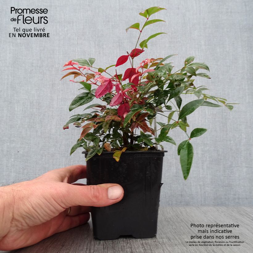 Spécimen de Nandina Obsessed Seika - Bambou sacré Godet de 8/9 cm tel que livré en automne