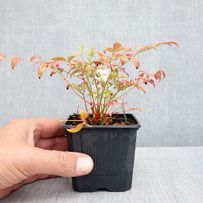 Spécimen de Nandina Obsessed Seika - Bambou sacré Godet de 8/9 cm tel que livré au printemps