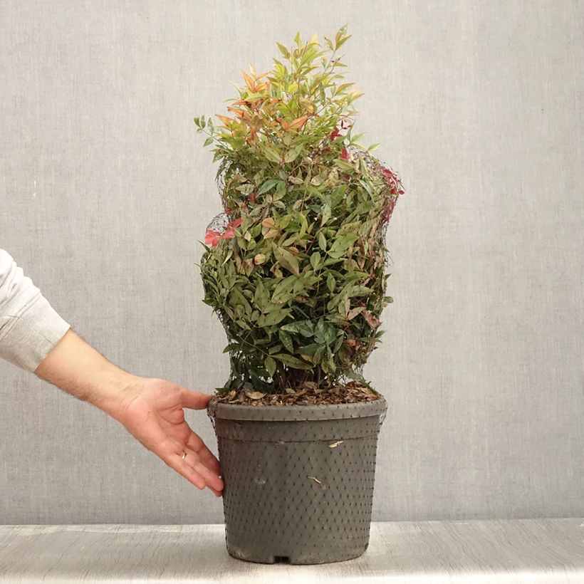 Spécimen de Nandina Obsessed Seika - Bambou sacré Pot de 7,5L/10L tel que livré en automne