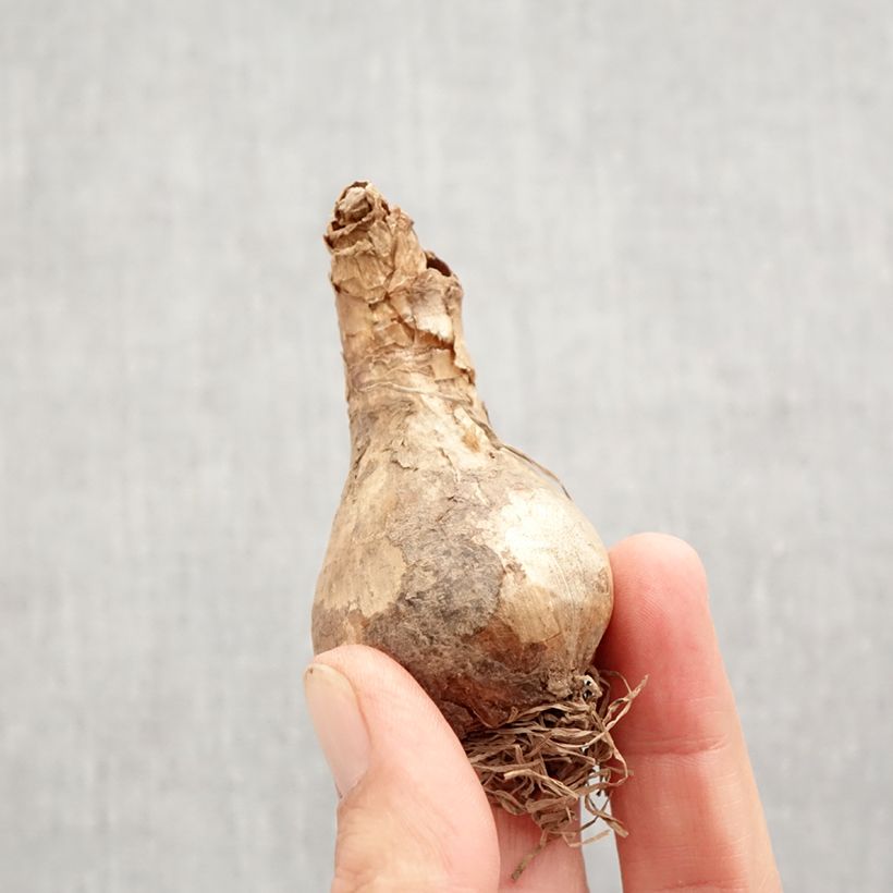 Spécimen de Narcisse Acropolis Bulbe calibre 12+ tel que livré en automne