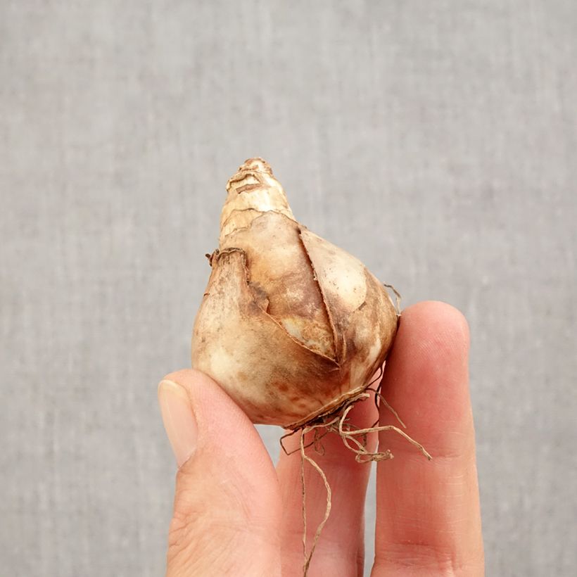 Spécimen de Narcisse Audubon Bulbe calibre 14+ tel que livré en automne