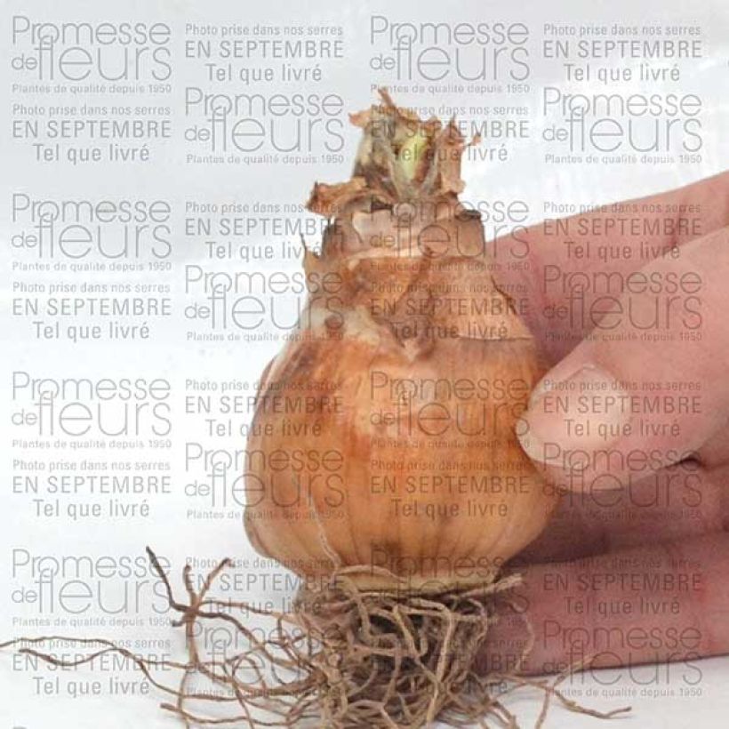 Exemple de spécimen de Narcisse Avalon Bulbe calibre 12+ tel que livré