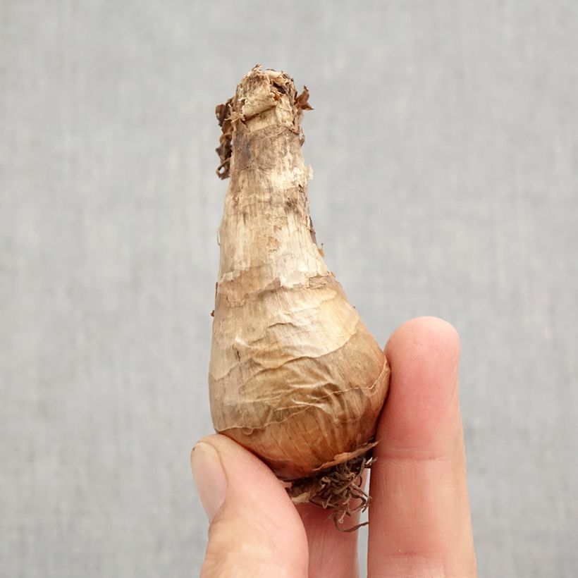 Spécimen de Narcisse Berlin Bulbe calibre 12+ tel que livré en automne