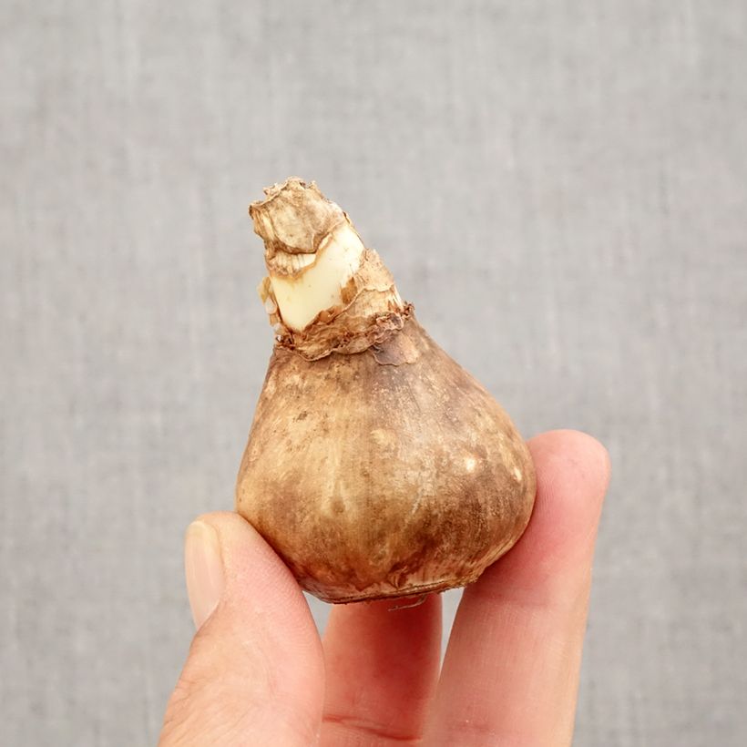 Spécimen de Narcisse Blazing Starlet Bulbe calibre 14+ tel que livré en automne