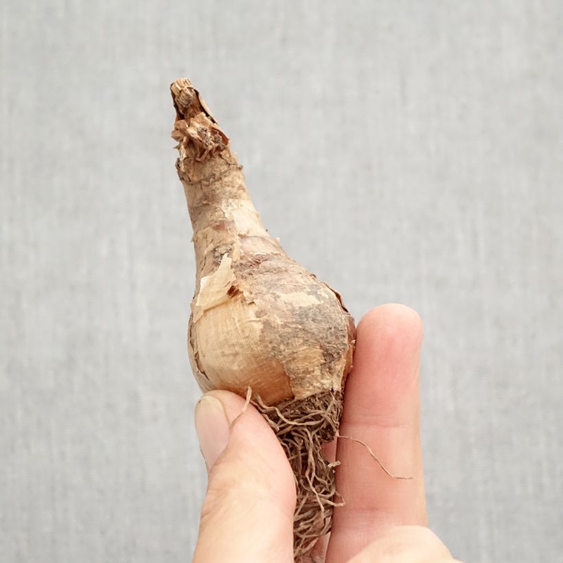 Spécimen de Narcisse Camelot Bulbe calibre 12+ tel que livré en automne