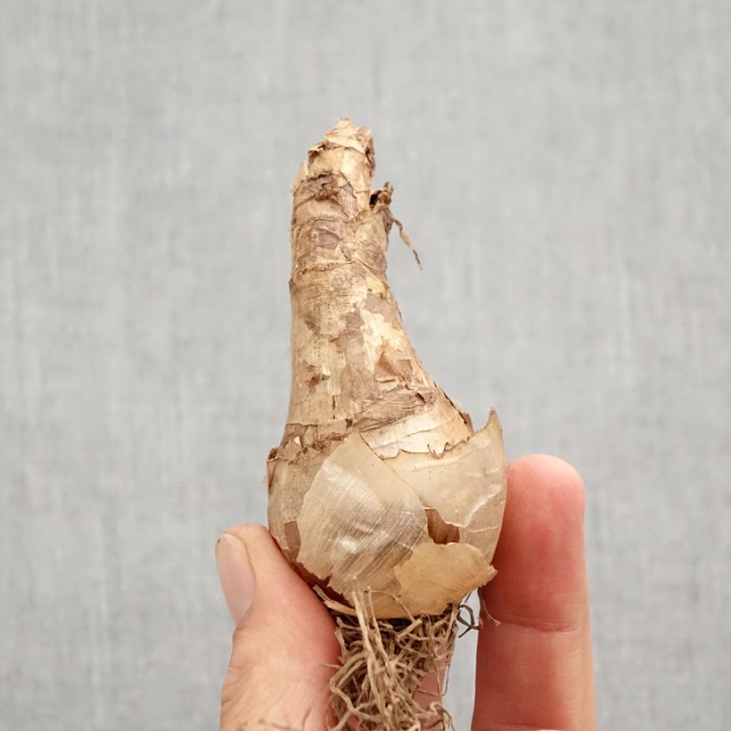 Spécimen de Narcisse Cassata Bulbe calibre 12+ tel que livré en automne