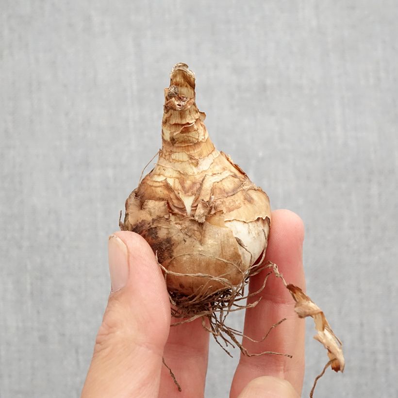 Spécimen de Narcisse Double Beauty Bulbe calibre 12 tel que livré en automne