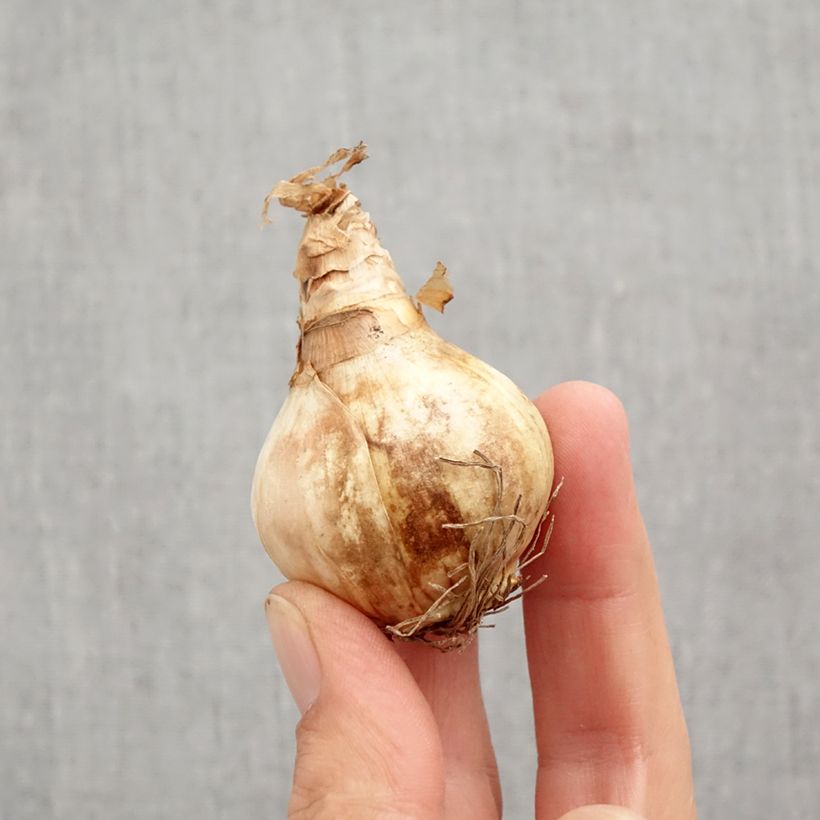 Spécimen de Narcisse Dreamlight Bulbe calibre 12+ tel que livré en automne