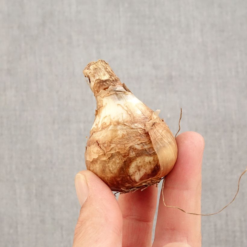 Spécimen de Narcisse Early sensation Bulbe calibre 14+ tel que livré en automne