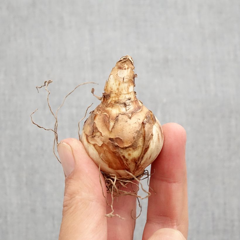 Spécimen de Narcisse Easter Tide Bulbe calibre 12 tel que livré en automne