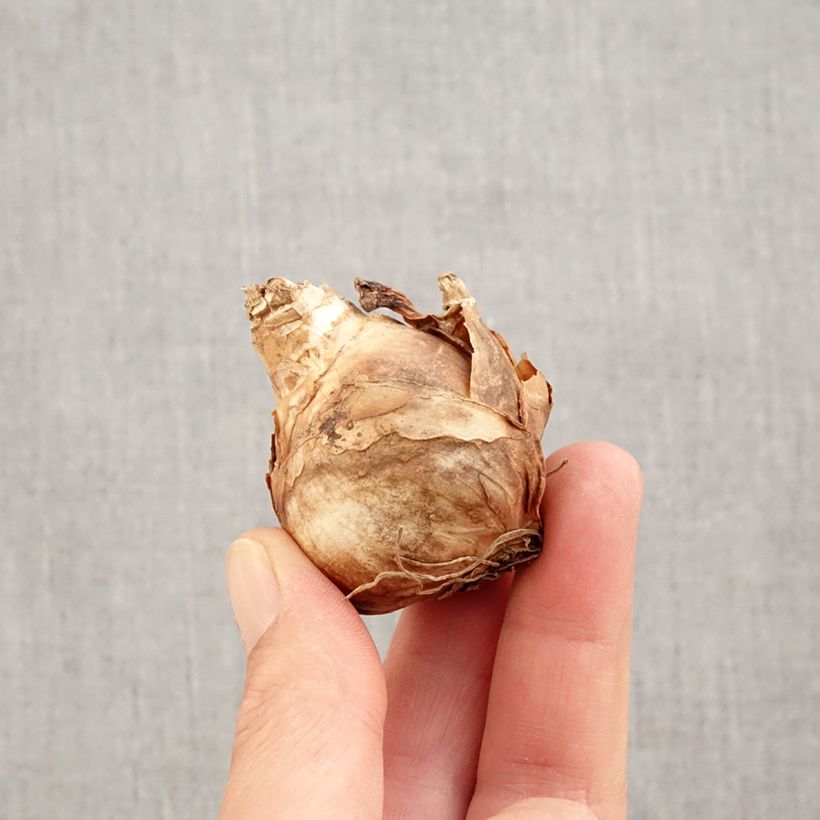 Spécimen de Narcisse Finland Bulbe calibre 14+ tel que livré en automne