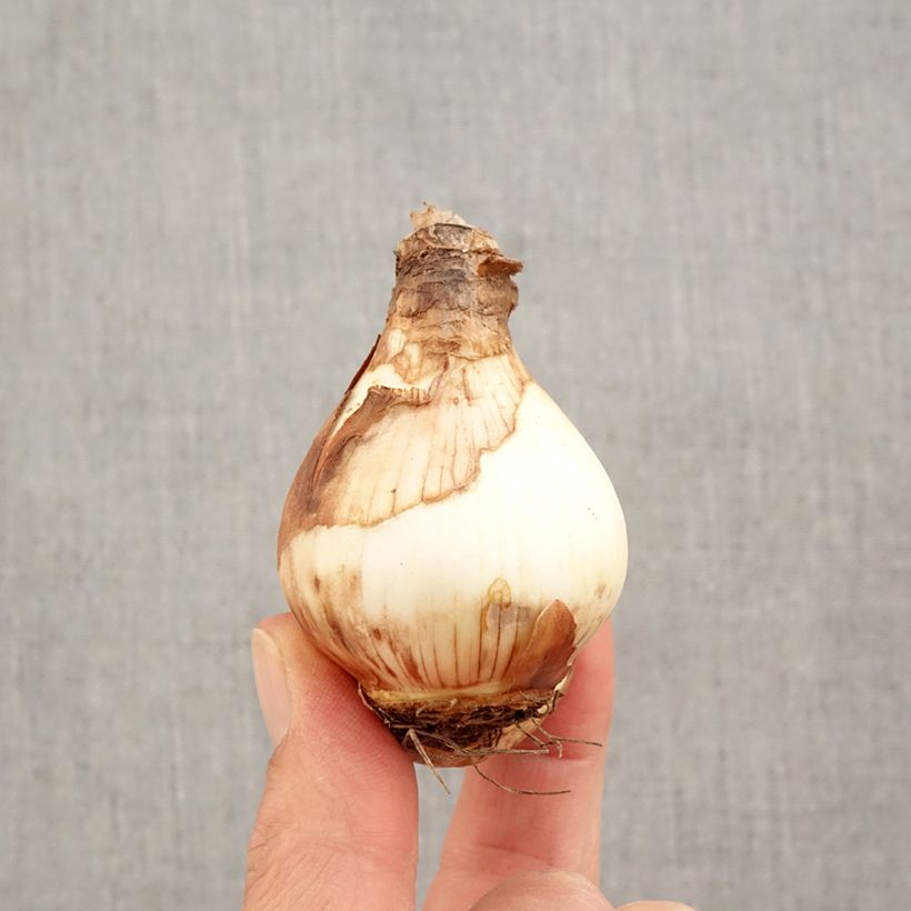 Spécimen de Narcisse Fortissimo Bulbe calibre 14/16 tel que livré en automne