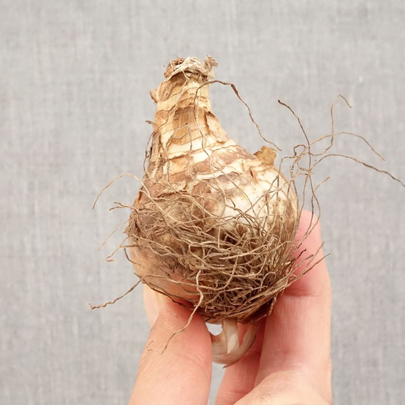 Spécimen de Narcisse Fragrant Rose Bulbe calibre 14+ tel que livré en automne