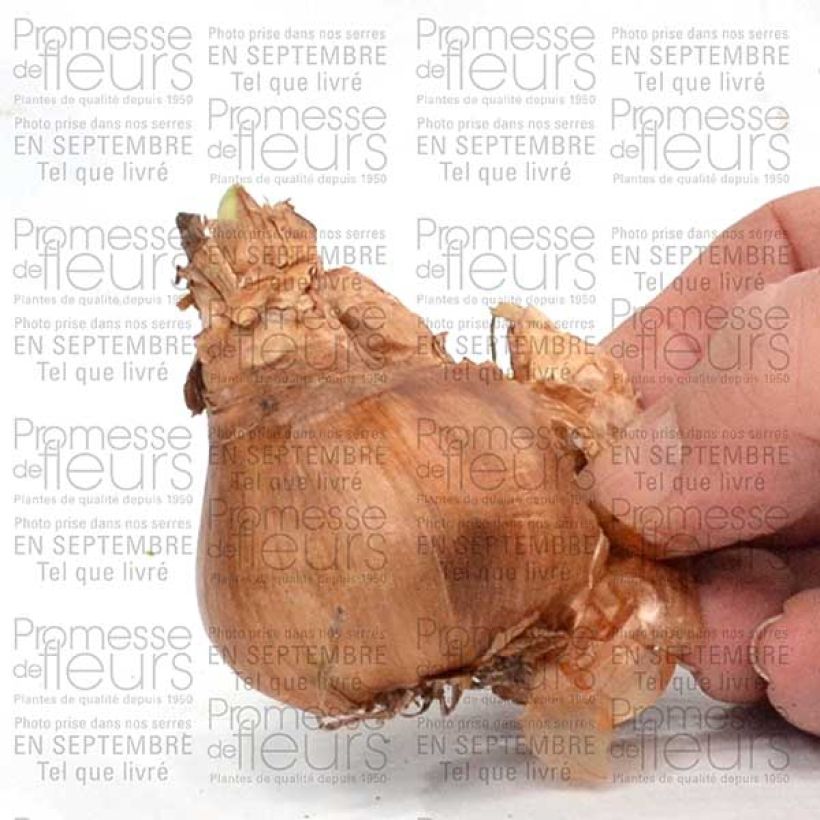 Exemple de spécimen de Narcisse tazette Geranium Bulbe calibre 12+ tel que livré