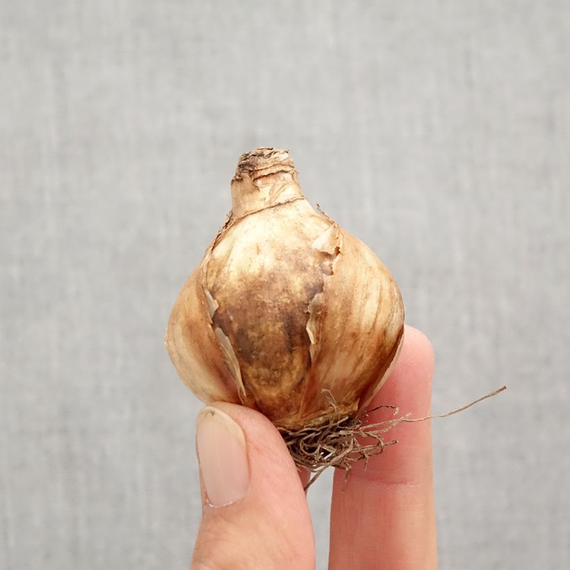 Spécimen de Narcisse Girl Power Bulbe calibre 12+ tel que livré en automne
