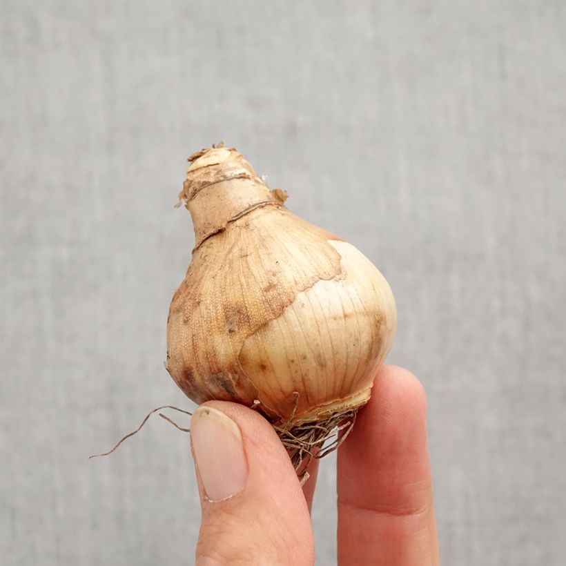 Spécimen de Narcisse Ice King Bulbe calibre 12+ tel que livré en automne