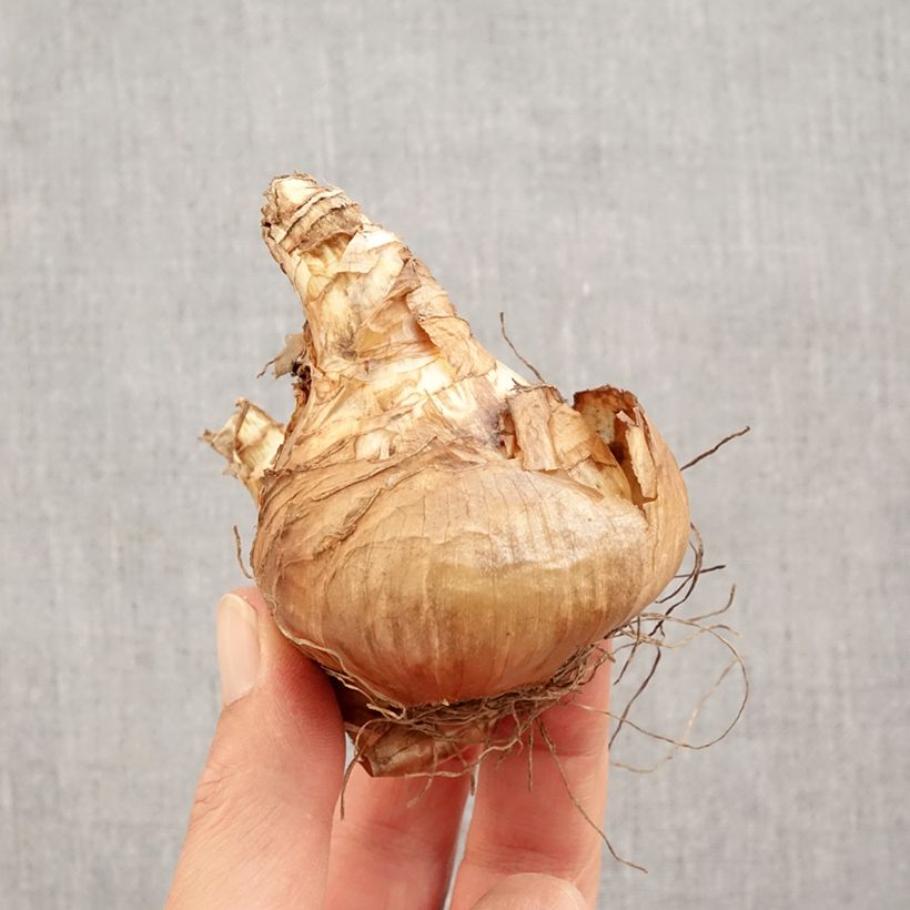 Spécimen de Narcisse Jamestown Bulbe calibre 14+ tel que livré en automne