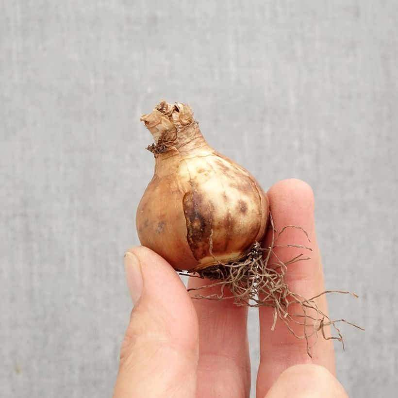 Spécimen de Narcisse Modern Art Bulbe calibre 12+ tel que livré en automne