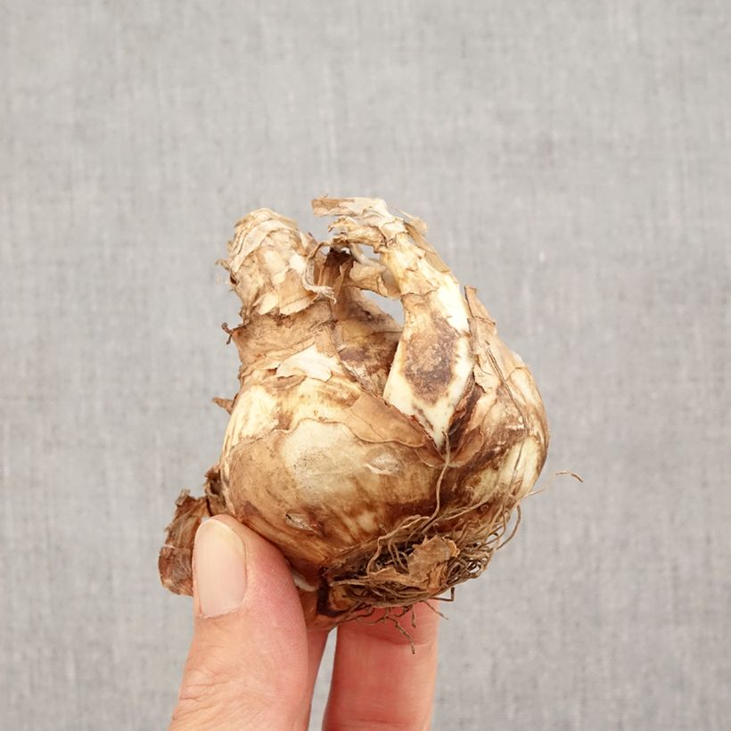 Spécimen de Narcisse Piper's End Bulbe calibre 14+ tel que livré en automne