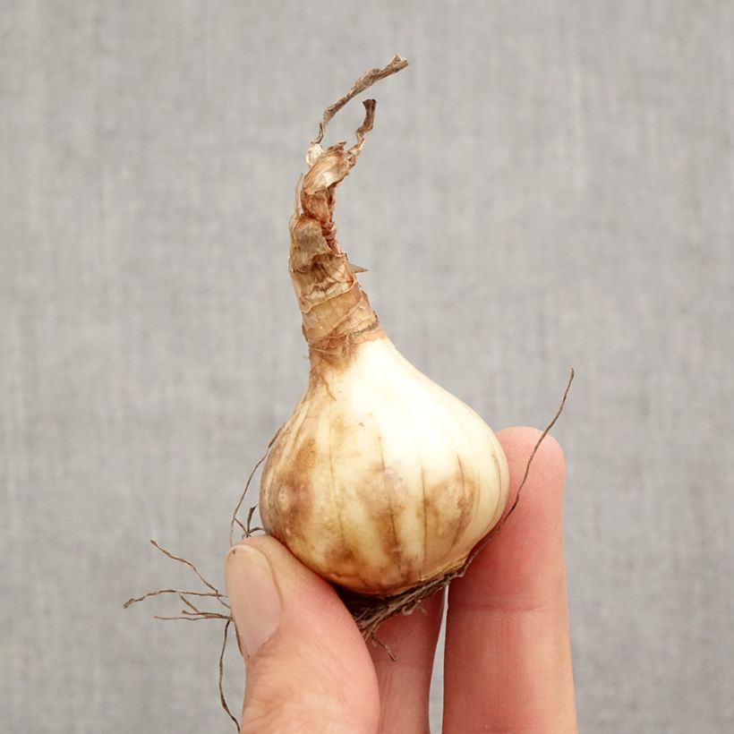 Spécimen de Narcisse Prototype Bulbe calibre 12+ tel que livré en automne