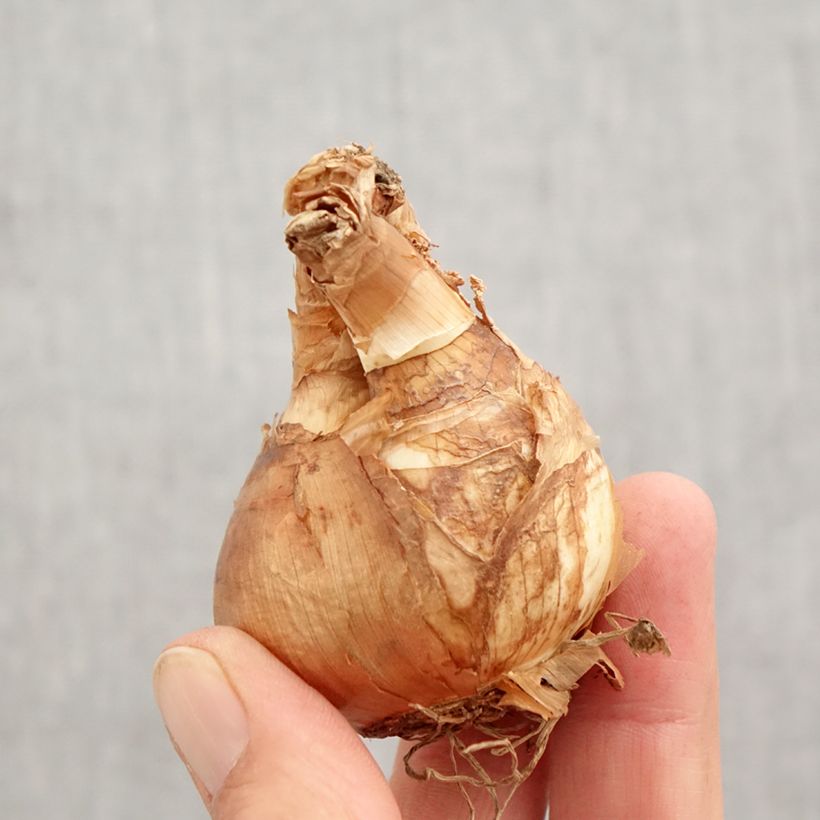 Spécimen de Narcisse Skype Bulbe calibre 14/16 tel que livré en automne