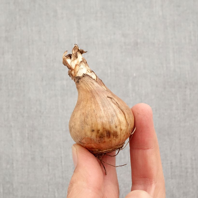 Spécimen de Narcisse Sophie Girl Bulbe calibre 12+ tel que livré en automne